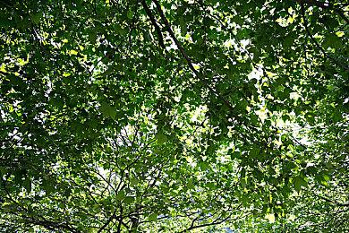 《巫师4》将借鉴最新《巫师》小说元素 期待吧！